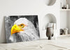 Eagle Glass Wall Art by Insigneart USA