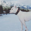 The "Eros" collar 2.5 inch wide black & orange by Bestia Dog Gear