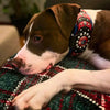 ''Captain America'' Collar by Bestia Dog Gear