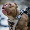 The “Dragon's Eye” Harness LIMITED! by Bestia Dog Gear
