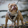 The “Dragon's Eye” Harness LIMITED! by Bestia Dog Gear