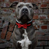 The "Bowtie" collar black by Bestia Dog Gear