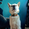The Joker Limited Collar by Bestia Dog Gear