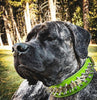 ''Predator'' collar in Green by Bestia Dog Gear