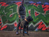 "Buffalo" collar by Bestia Dog Gear