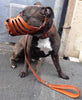 ''Maximus'' Silver Basket Muzzle by Bestia Dog Gear