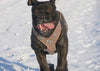 The "Aztec" Grey Harness by Bestia Dog Gear