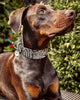 The ''Rock Python'' collar by Bestia Dog Gear