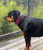 The ''Rock Python'' collar PINK by Bestia Dog Gear