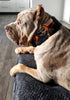 The Scare Collar Limited by Bestia Dog Gear