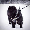The ''Platinum'' harness by Bestia Dog Gear