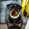 The "Maximus" collar 2.5 inch wide white & gold by Bestia Dog Gear