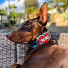 The Mickey Limited SET by Bestia Dog Gear