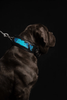 The ''Morelia Python'' collar by Bestia Dog Gear