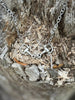 Snaffle Bit Silver Chain Necklace by Wild Junkie