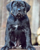 "Spiky" collar by Bestia Dog Gear
