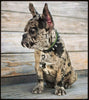 "Spiky" collar by Bestia Dog Gear