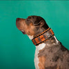 The ''SPQR'' Dog Collar by Bestia Dog Gear