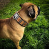 The ''SPQR'' Dog Collar by Bestia Dog Gear