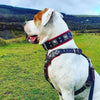 "EROS" BIG dog SET- Harness - collar - lead. Black & Red by Bestia Dog Gear