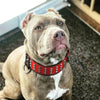 "Star" collar by Bestia Dog Gear