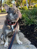 The "Eros" collar 2 inch wide by Bestia Dog Gear
