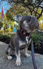 The "Eros" collar 2 inch wide by Bestia Dog Gear