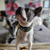 The "Eros" collar 2 inch wide Green by Bestia Dog Gear