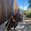 The "Maximus" collar 2 inch wide gold decoration by Bestia Dog Gear