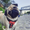 The "Bowtie" handmade leather harness black Small to Medium Size by Bestia Dog Gear