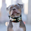 The Joker Limited Collar by Bestia Dog Gear