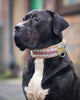 The Candy Dog Collar by Bestia Dog Gear