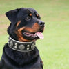 "Hektor" collar by Bestia Dog Gear
