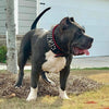 the "DAVID" hand stitched 3.15 inch wide show collar by Bestia Dog Gear