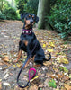 "Bijou" collar black & pink by Bestia Dog Gear