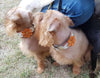 The "Flower" handmade puppy collar by Bestia Dog Gear