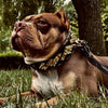The ''Midas'' Collar Gold by Bestia Dog Gear