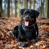 ''BATDOG'' HARNESS by Bestia Dog Gear