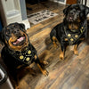 "Maximus Black" BIG dog SET- Harness - collar - lead. Brass rivets by Bestia Dog Gear