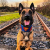 Superdog Collar by Bestia Dog Gear