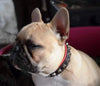 The "Rock" collar by Bestia Dog Gear