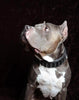 ''Black Giant'' collar by Bestia Dog Gear