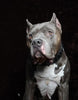 ''Black Giant'' collar by Bestia Dog Gear