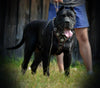 The "Eros" harness brown by Bestia Dog Gear