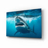 Shark Glass Wall Art by Insigneart USA